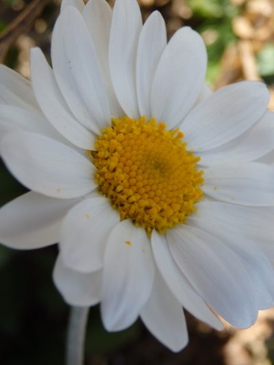 Phalacrocarpum oppositifolium, photographed by Carminda Santos