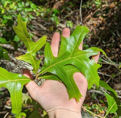 Quercus laevis, photographed by natalie