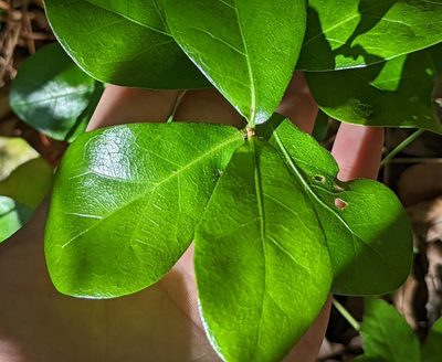 Quercus myrtifolia, photographed by natalie
