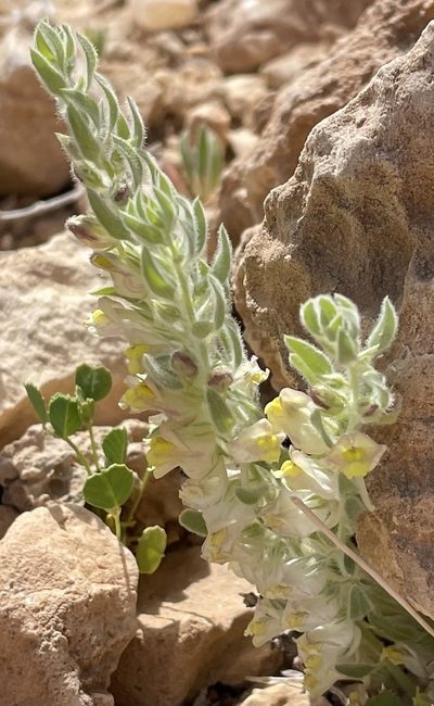Kickxia floribunda, photographed by Henrik Kibak