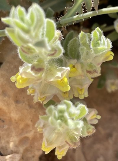 Kickxia floribunda, photographed by Henrik Kibak