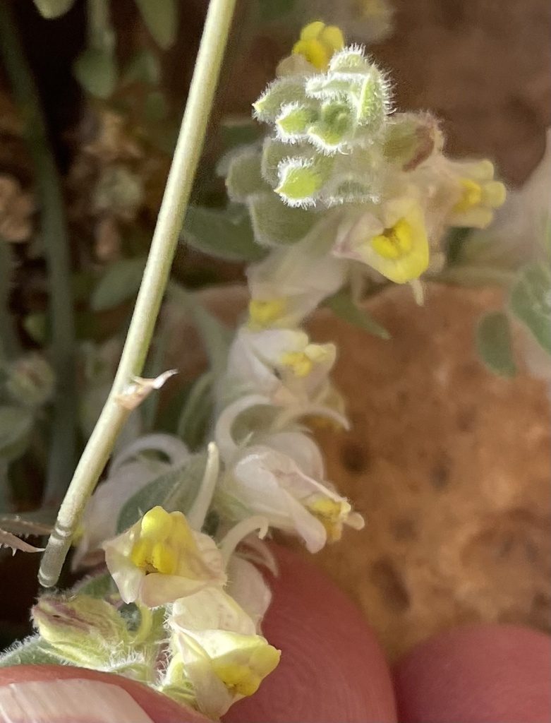 Kickxia floribunda, photographed by Henrik Kibak