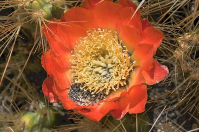 Cumulopuntia ignescens, photographed by Morten Ross