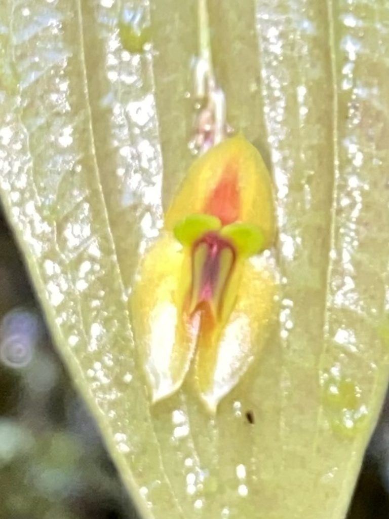 Lepanthes montezumae, photographed by Grete Pasch