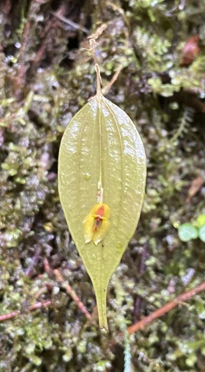 Lepanthes montezumae, photographed by Grete Pasch