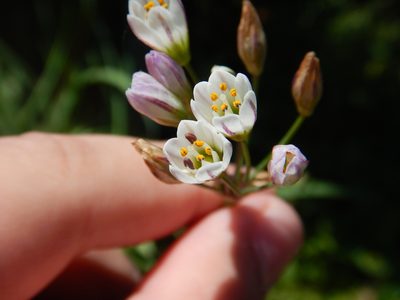 Nothoscordum gracile, photographed by Ryan Watson