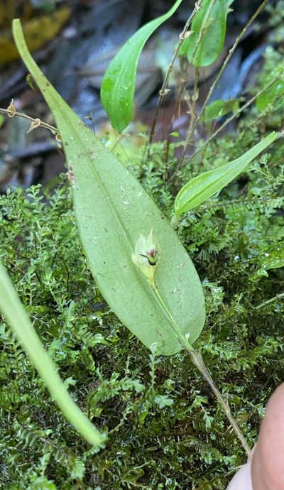 Lepanthes agglutinata, photographed by Grete Pasch
