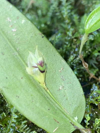 Lepanthes agglutinata, photographed by Grete Pasch