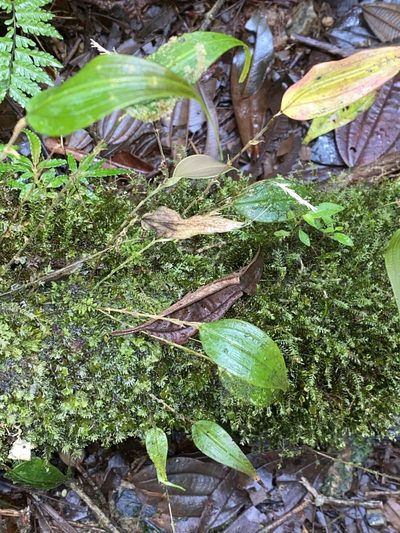 Lepanthes agglutinata, photographed by Grete Pasch
