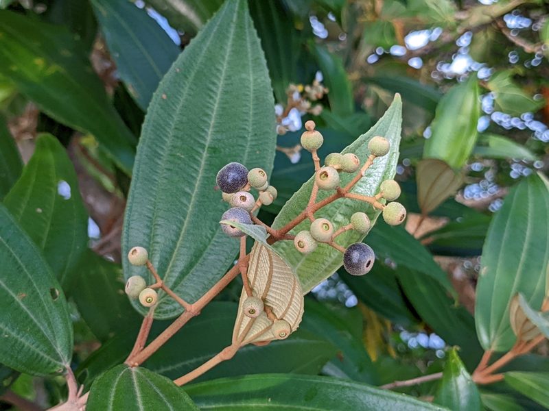 Miconia xalapensis, photographed by Attila Oláh