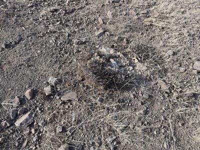 Ferocactus wislizeni, photographed by CK2AZ