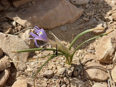 Moraea sisyrinchium, photographed by Henrik Kibak