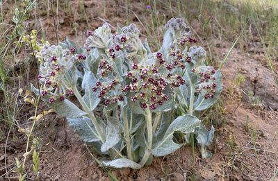 Asclepias californica, photographed by Dee Shea Himes