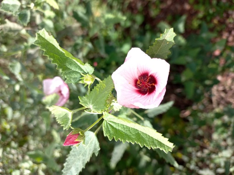 Pavonia xanthogloea, photographed by Sebastián Gómez Barboza Silveira