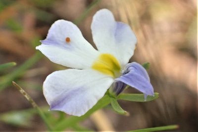 Downingia cuspidata, photographed by Steve Woodward