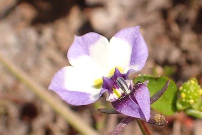Downingia bicornuta, photographed by Steve Woodward