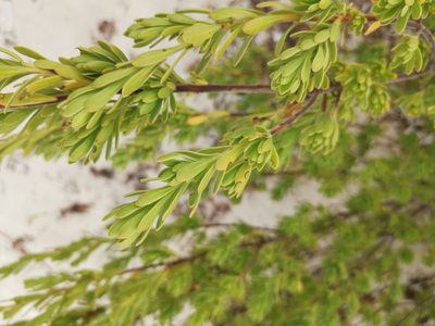 Suriana maritima, photographed by Alexis Tinker-Tsavalas