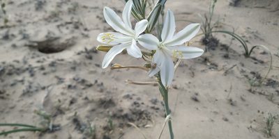 Hesperocallis undulata