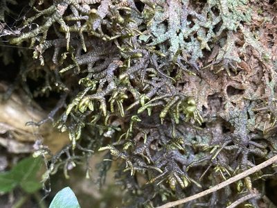 Porella arboris-vitae, photographed by Marc Riera