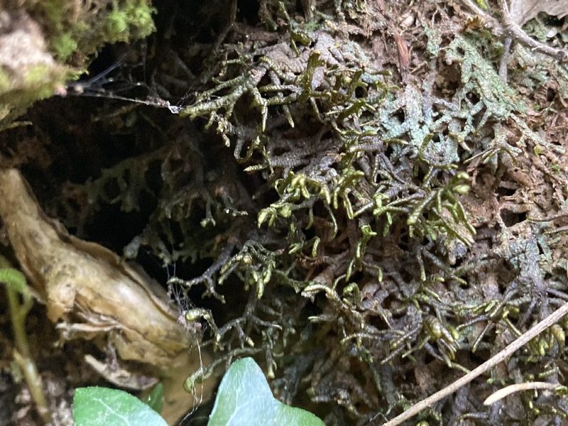 Porella arboris-vitae, photographed by Marc Riera