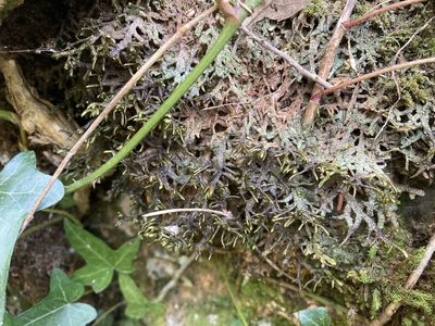 Porella arboris-vitae, photographed by Marc Riera