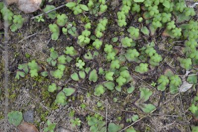 Calasterella californica, photographed by Gail A Baker