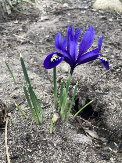 Iris reticulata, photographed by Caleb Krueger