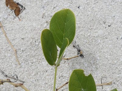 Canavalia rosea, photographed by Alexis Tinker-Tsavalas