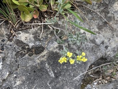Alyssum fastigiatum, photographed by Marc Riera