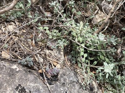 Alyssum fastigiatum, photographed by Marc Riera
