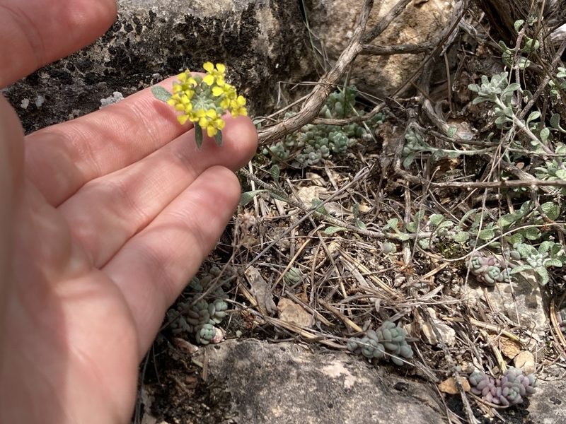 Alyssum fastigiatum, photographed by Marc Riera