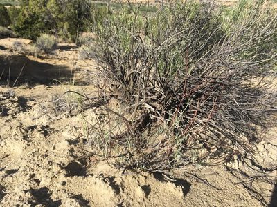 Eriogonum lonchophyllum, photographed by Cecelia Alexander