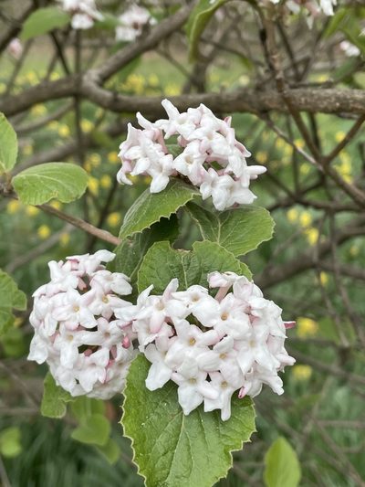 Viburnum carlesii, photographed by Corey Fuhrer