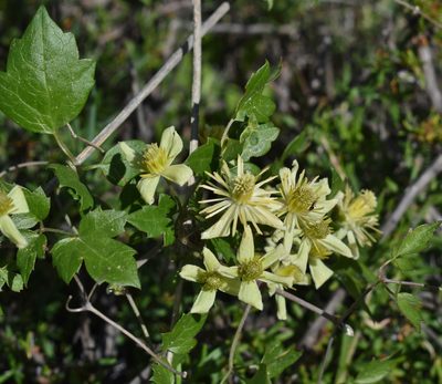 Clematis pauciflora, photographed by Gail A Baker