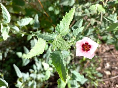 Pavonia xanthogloea, photographed by Sebastián Gómez Barboza Silveira