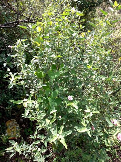 Pavonia xanthogloea, photographed by Sebastián Gómez Barboza Silveira