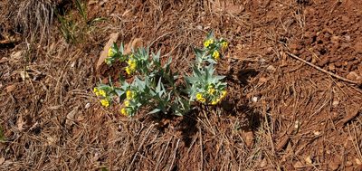 Lithospermum californicum, photographed by Asher Budnik