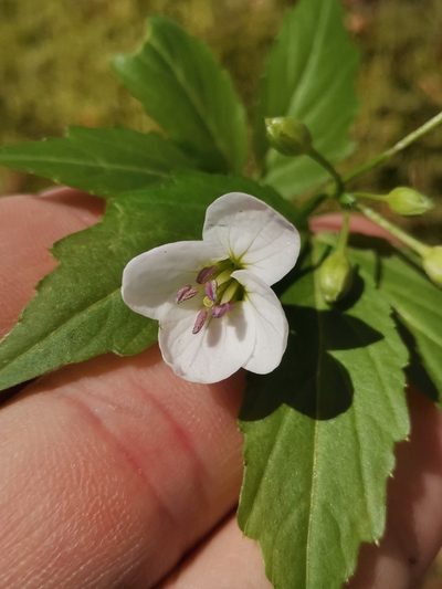 Cardamine waldsteinii, photographed by Ljaž