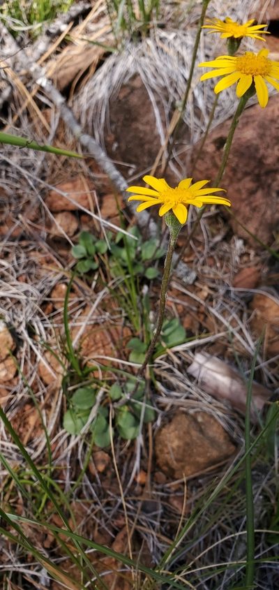 Packera hesperia, photographed by Asher Budnik