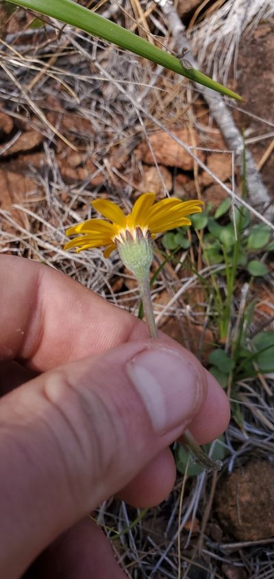 Packera hesperia, photographed by Asher Budnik