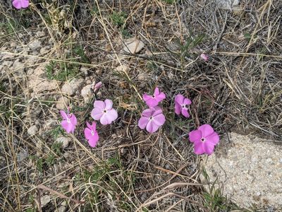 Phlox nana, photographed by Norveig