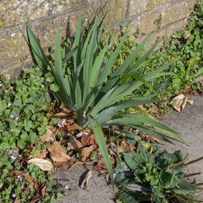 Sisyrinchium striatum, photographed by Tim Johnson