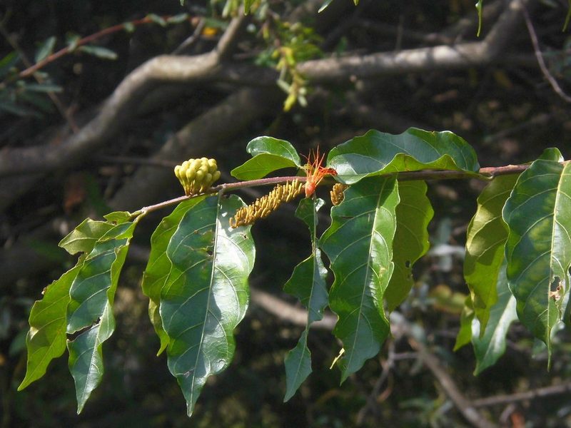 Combretum fruticosum, photographed by Sebastián Gómez Barboza Silveira