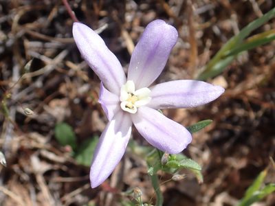 Brodiaea nana, photographed by Steve Woodward