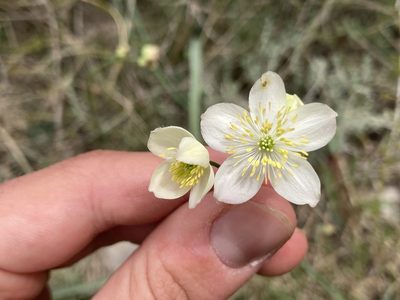 Thalictrum tuberosum, photographed by Marc Riera