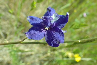 Delphinium variegatum, photographed by Steve Woodward