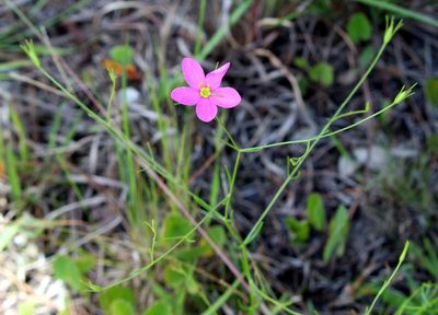 Sabatia campanulata, photographed by Lauren McLaurin