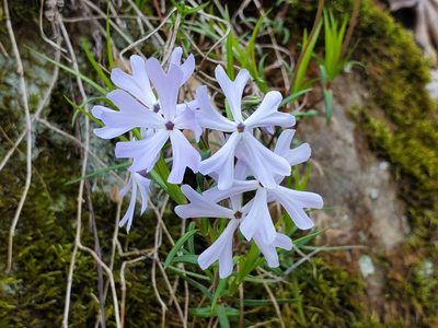 Phlox bifida, photographed by Katie Kucera