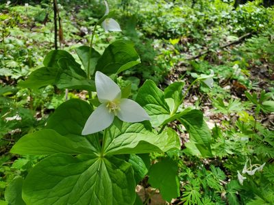 Trillium flexipes, photographed by Katie Kucera