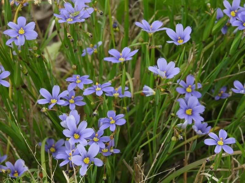 Sisyrinchium pruinosum, photographed by Vicki Miller